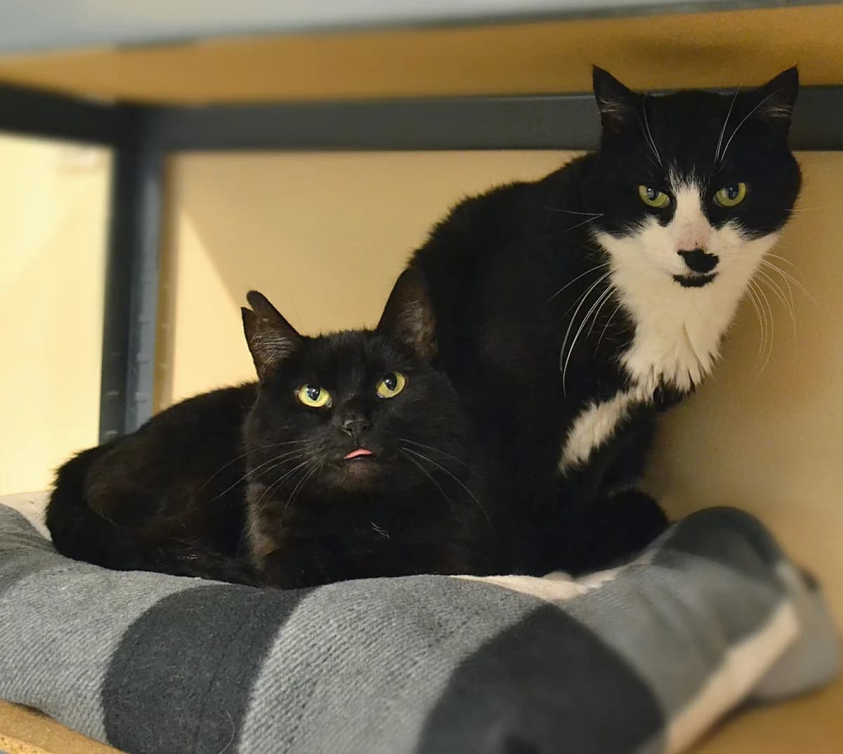 Lāčplēsis & Magda, female Mixed Breed for adoption at Labās Mājas, Riga photo 8