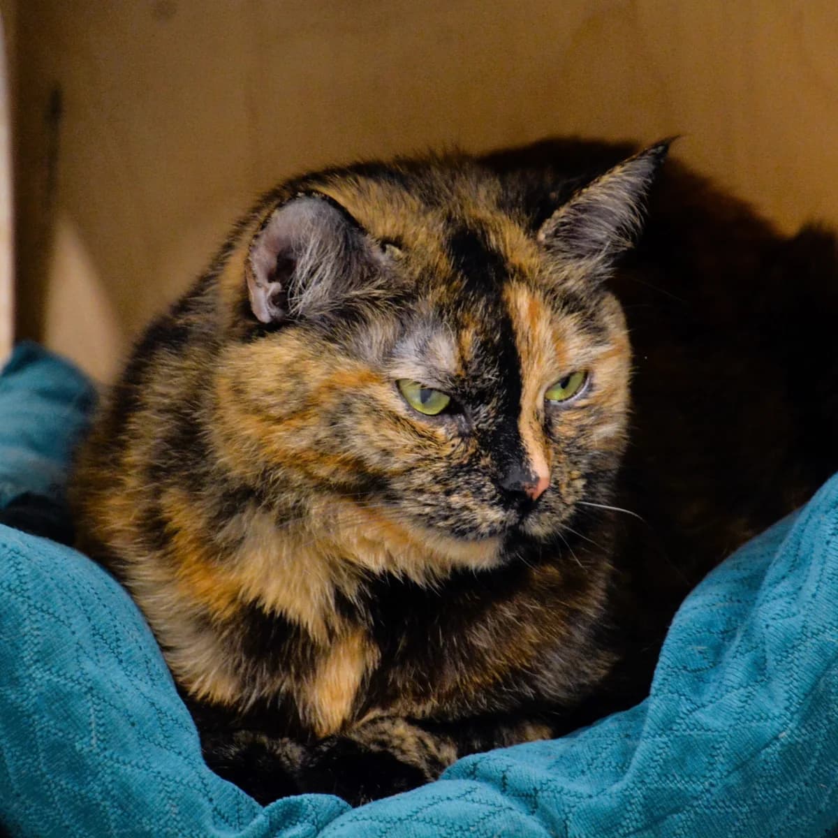 Feja, male mixed breed for adoption at Labās Mājas, Riga photo 2