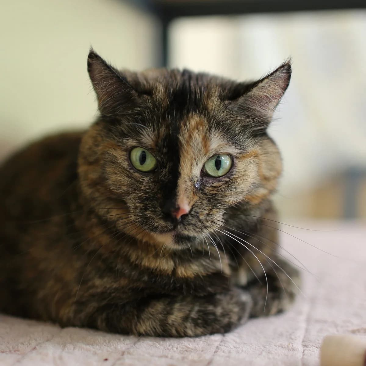 Feja, male mixed breed for adoption at Labās Mājas, Riga photo 3