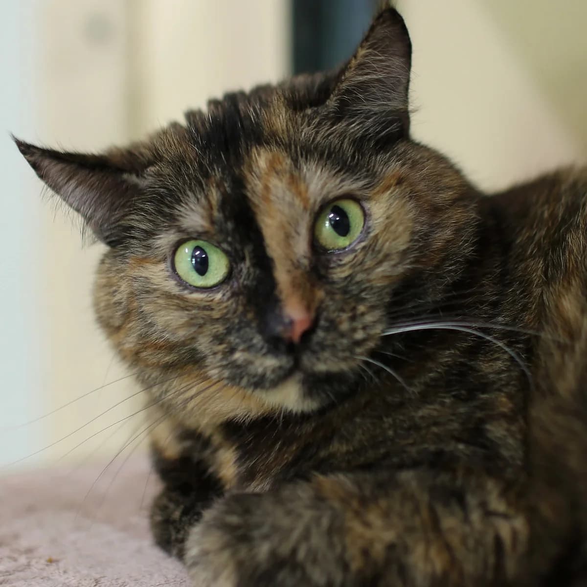 Feja, male mixed breed for adoption at Labās Mājas, Riga photo 4