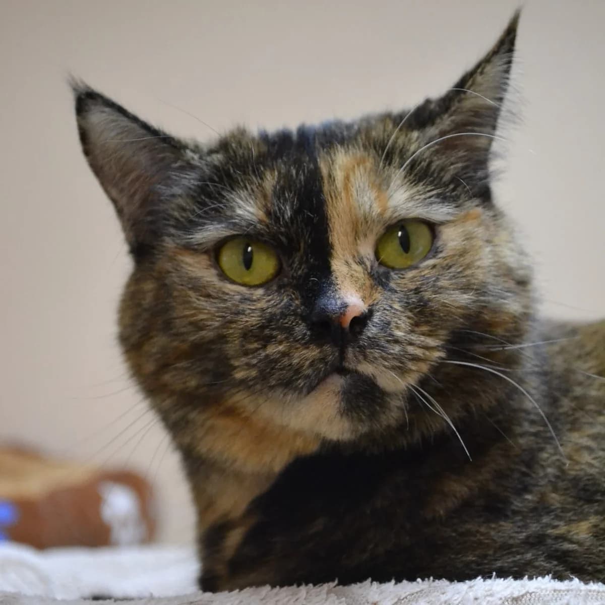 Feja, male mixed breed for adoption at Labās Mājas, Riga photo 5