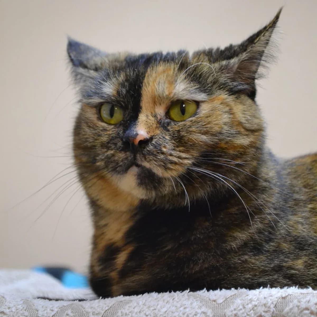 Feja, male mixed breed for adoption at Labās Mājas, Riga photo 6