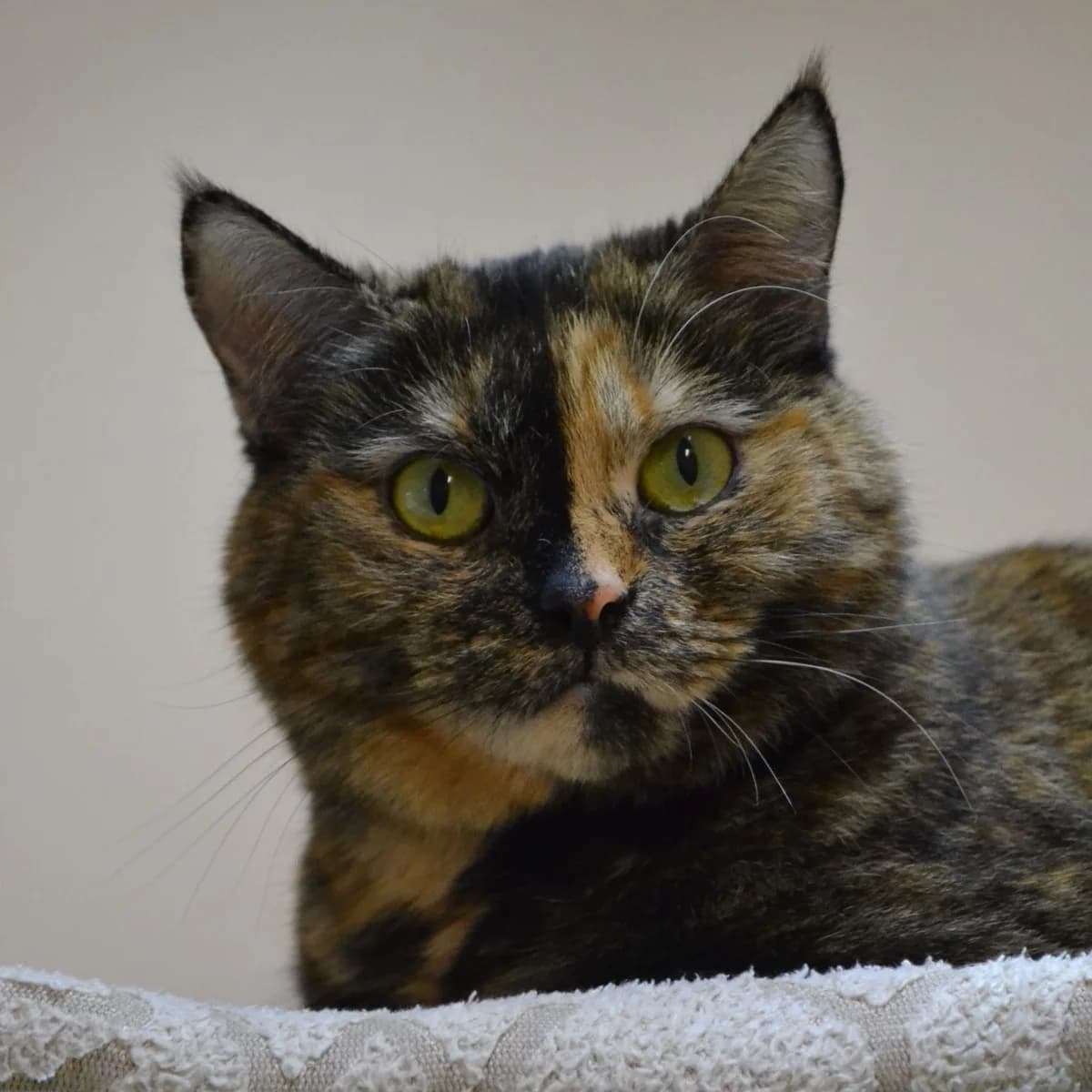 Feja, male mixed breed for adoption at Labās Mājas, Riga photo 7