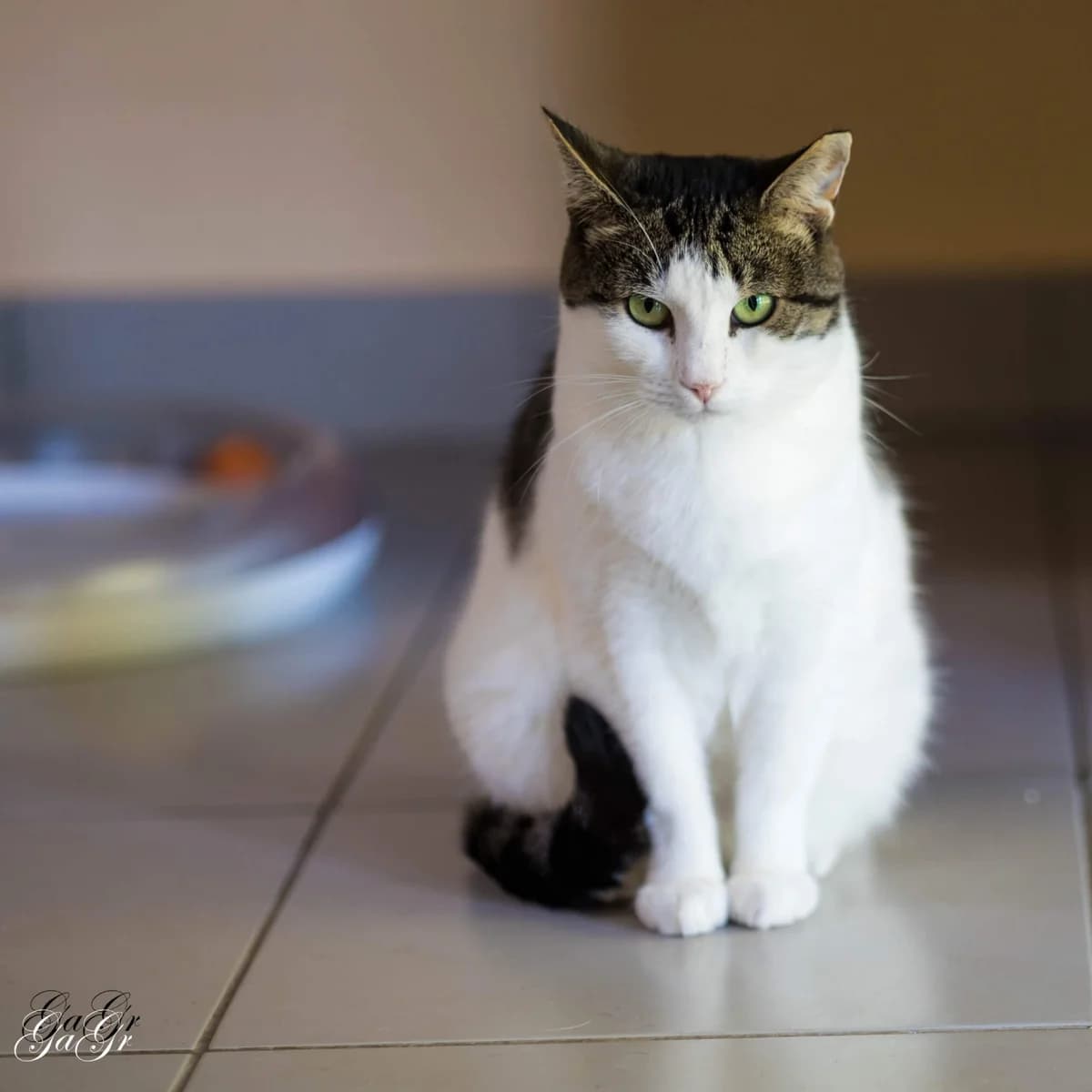 Pema, female Domestic Shorthair for adoption at Labās Mājas, Riga