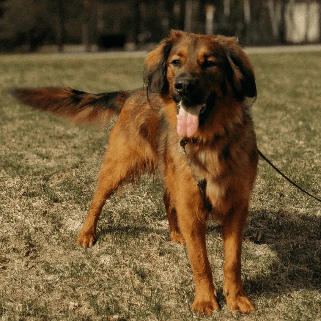 Lācis, male 4yo mixed breed for adoption at Labās Mājas, Riga
