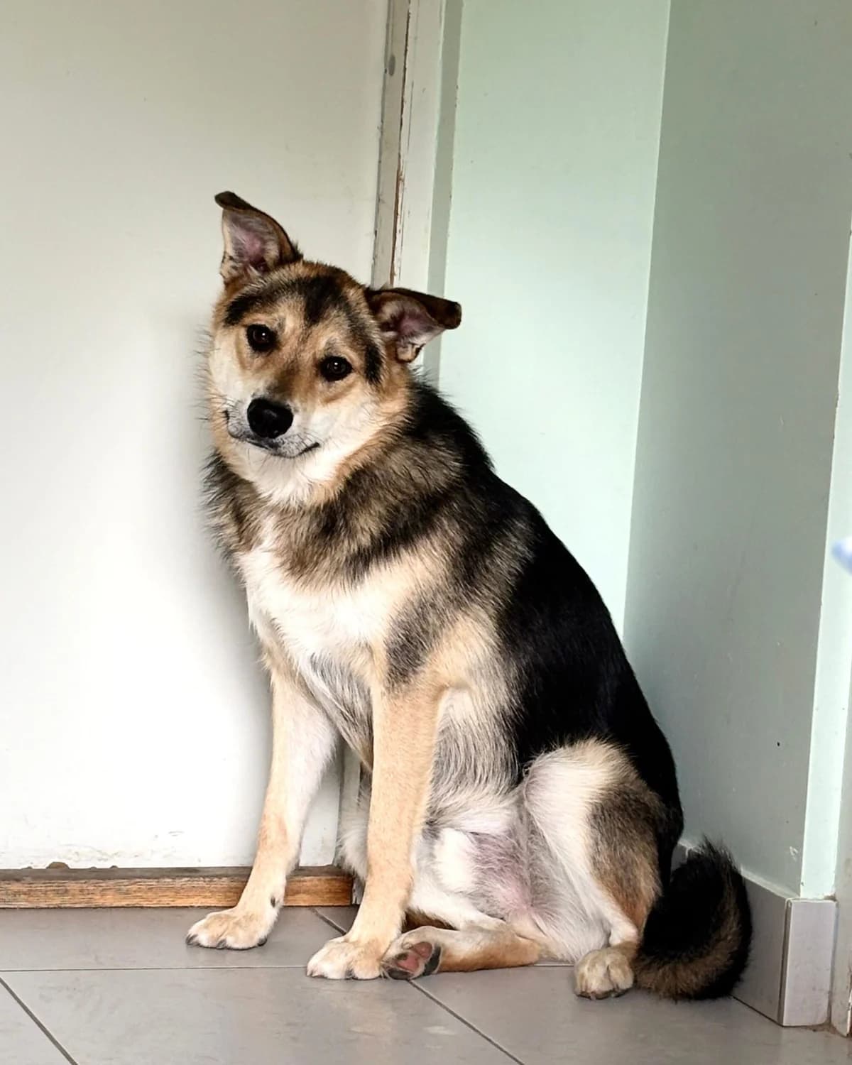 Makss, male young mixed breed for adoption at Labās Mājas, Riga