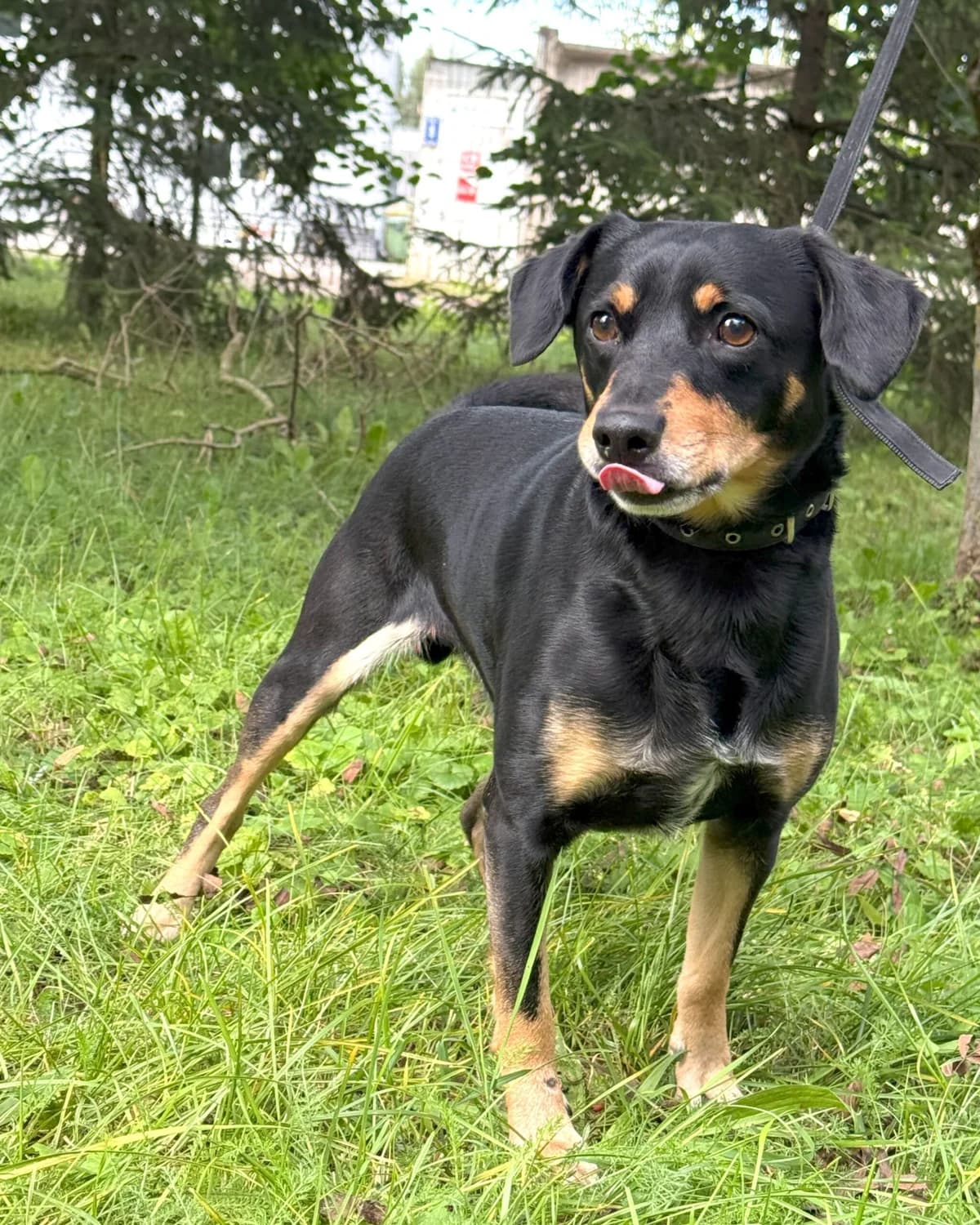 Skipers, male 7yo mixed breed for adoption at Labās Mājas, Riga
