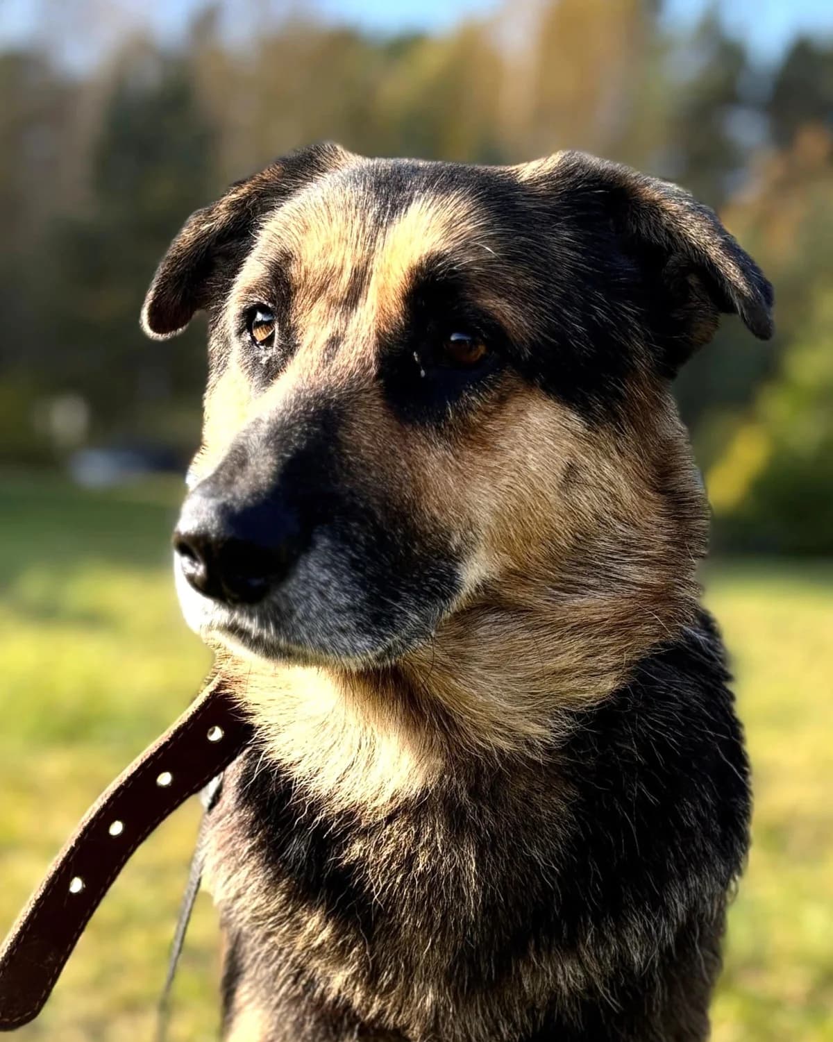 Diks, male mixed breed for adoption at Labās Mājas, Riga