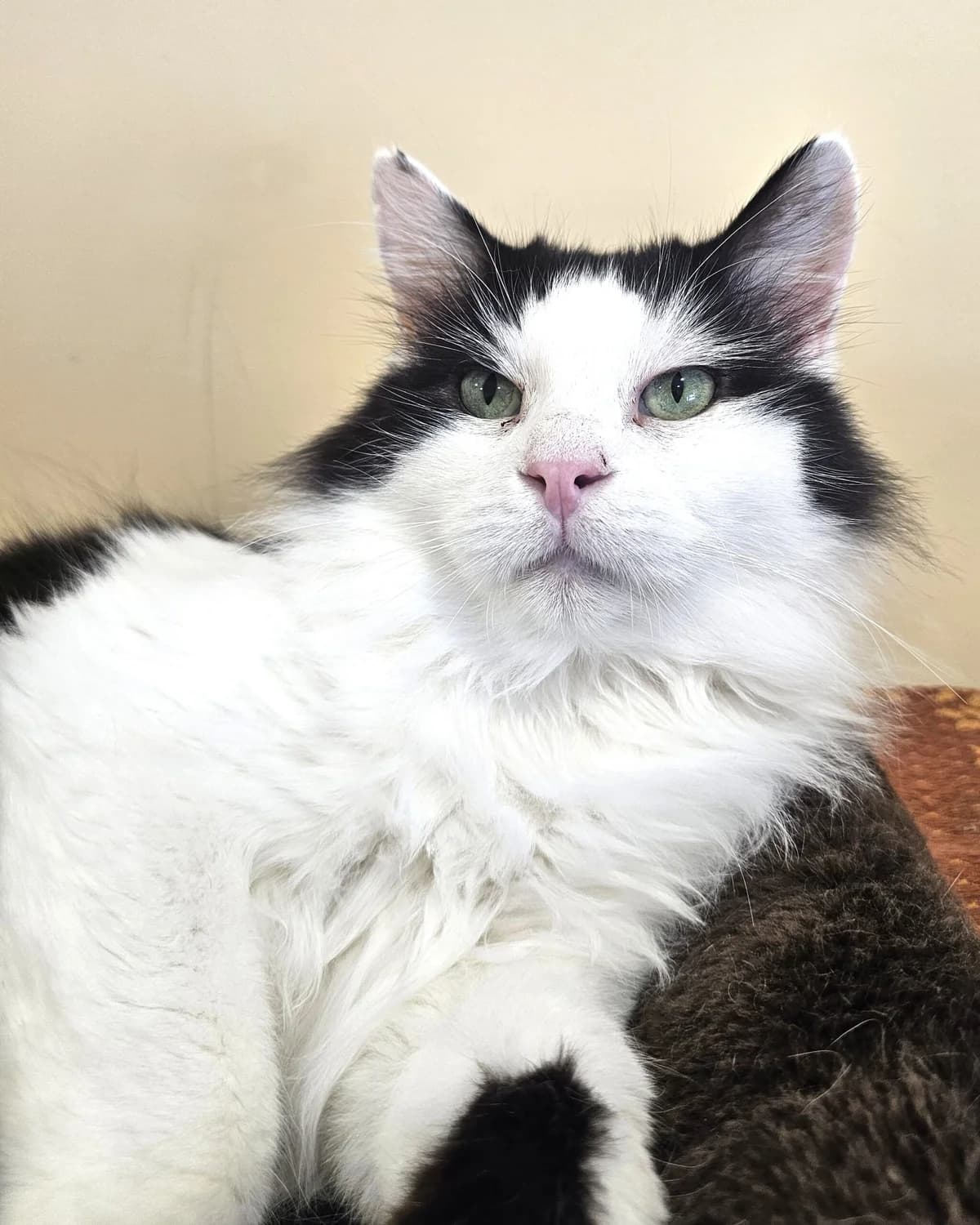Otomārs, male senior mixed breed for adoption at Labās Mājas, Riga