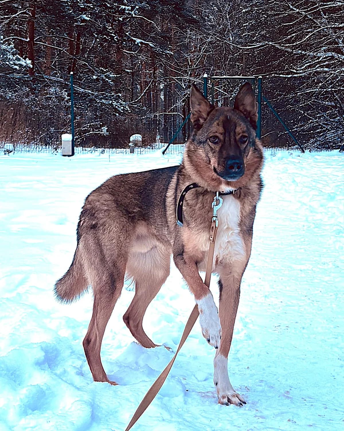 Rufuss, male 3yo mixed breed for adoption at Labās Mājas, Riga