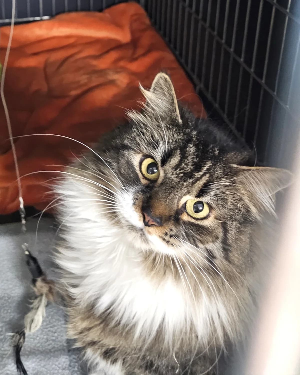 Buča, female 6yo mixed breed for adoption at Labās Mājas, Riga