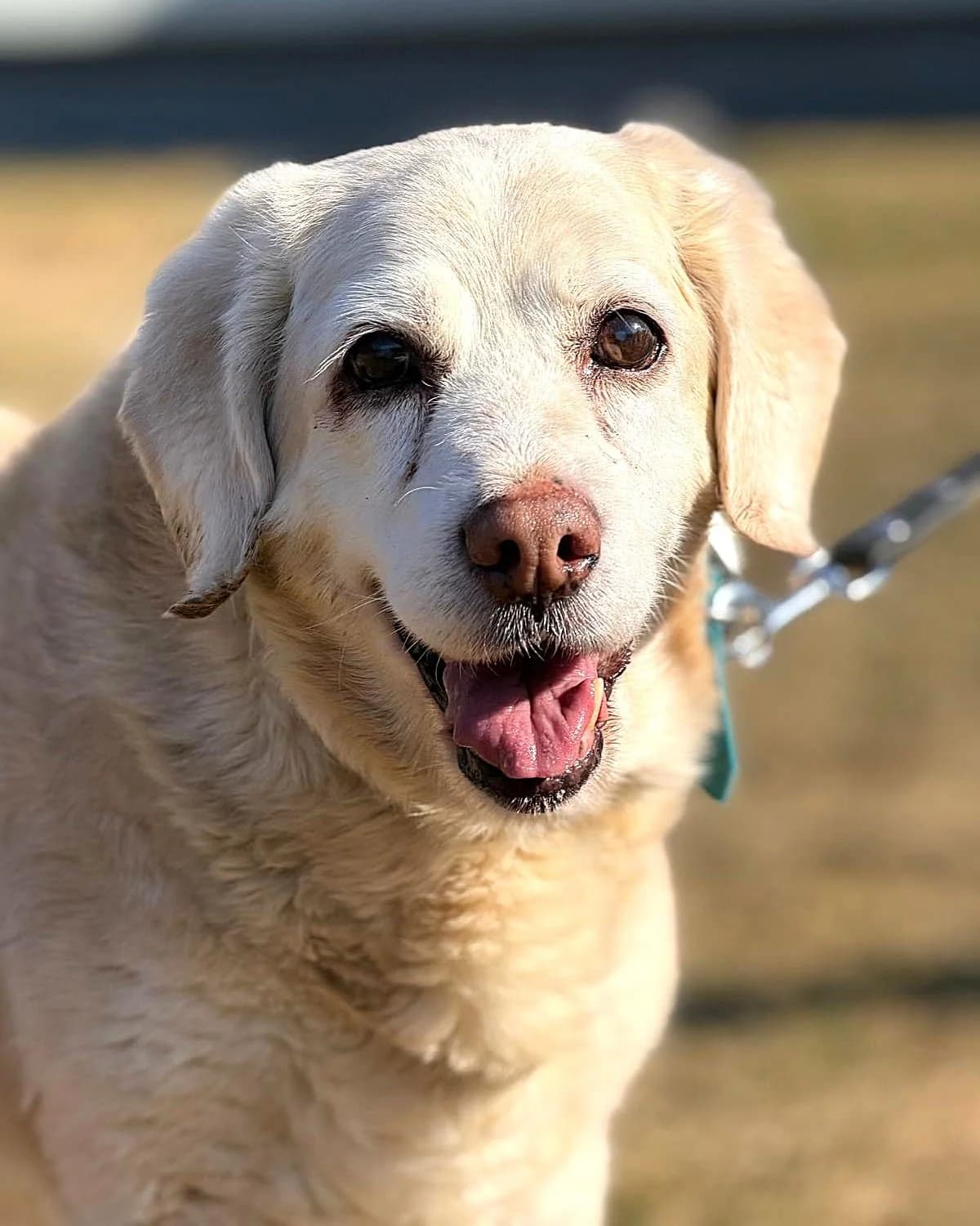 Labradoropis,  Labrador Retriever for adoption at Labās Mājas, Riga photo 2