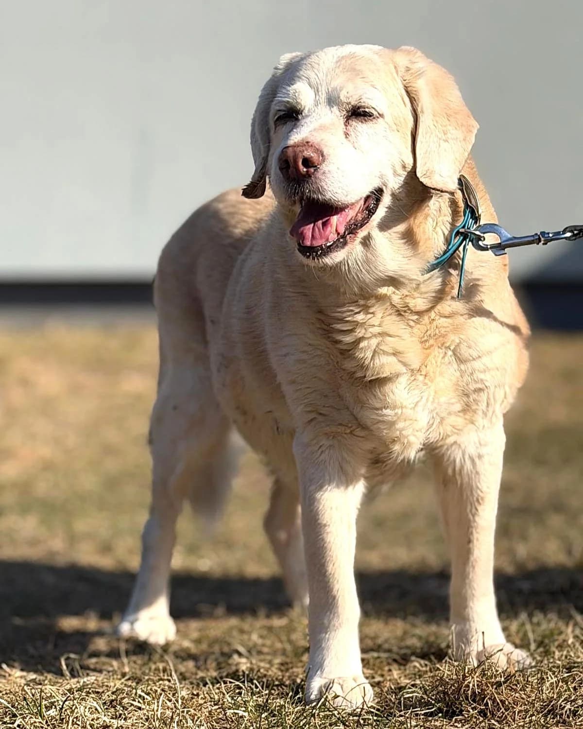 Labradoropis,  Labrador Retriever for adoption at Labās Mājas, Riga photo 3