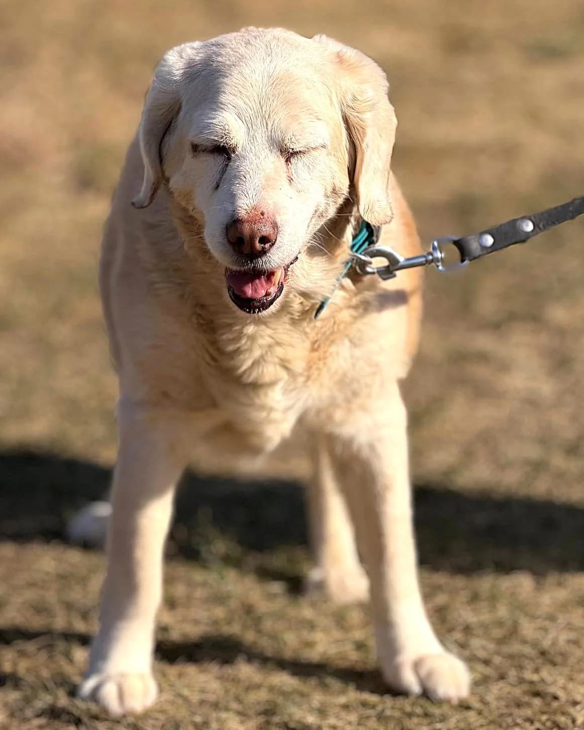 Labradoropis,  Labrador Retriever for adoption at Labās Mājas, Riga photo 4