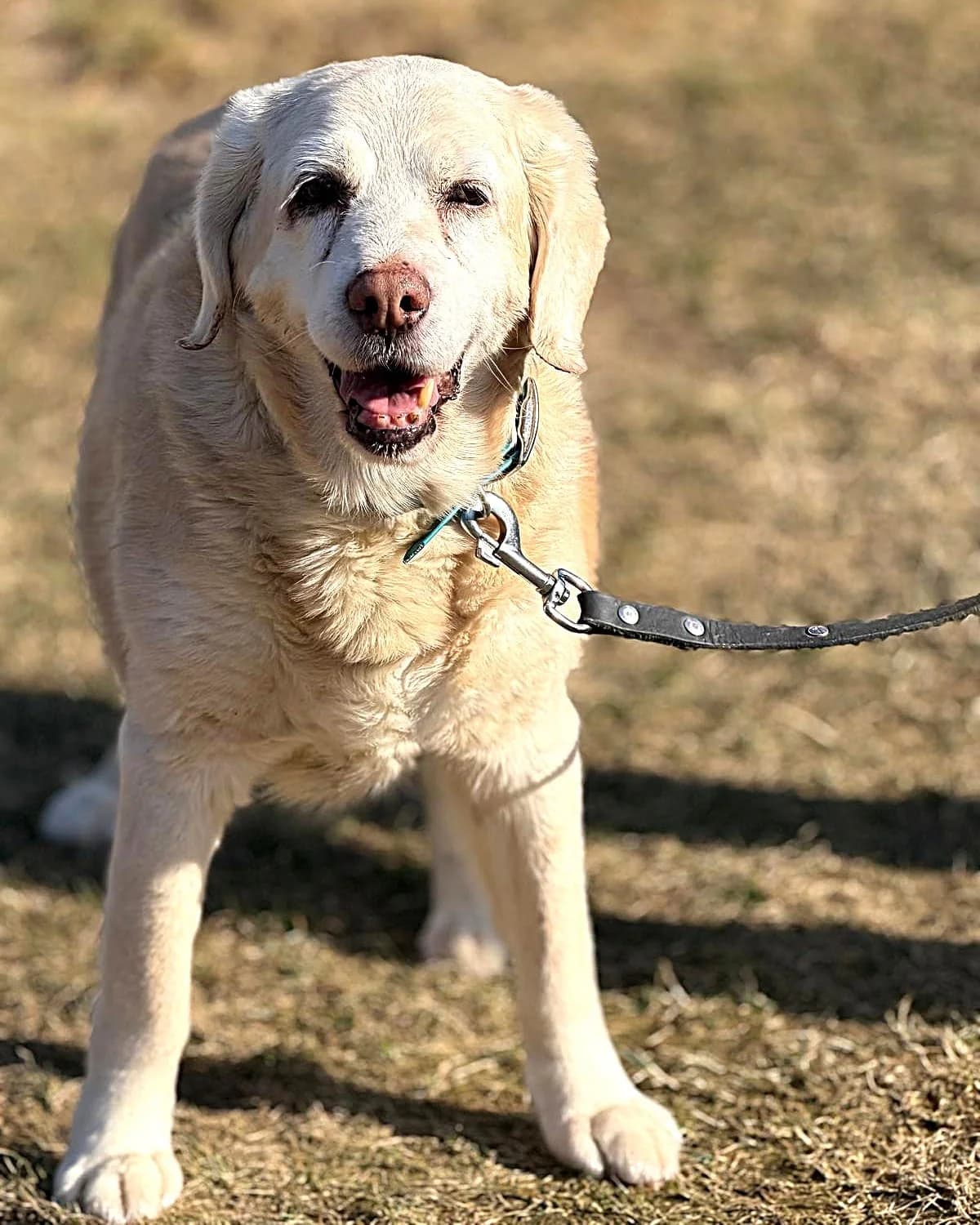 Labradoropis,  Labrador Retriever for adoption at Labās Mājas, Riga photo 5