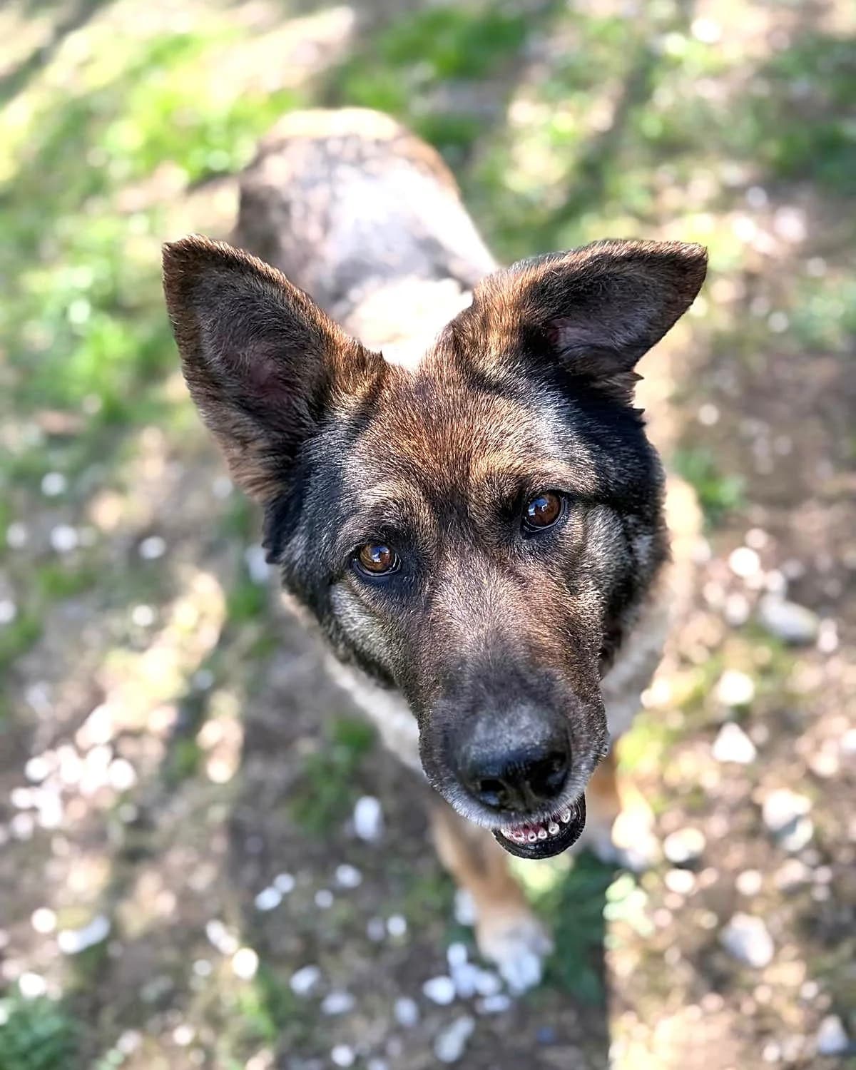 Rada, female 6yo mixed breed for adoption at Labās Mājas, Riga