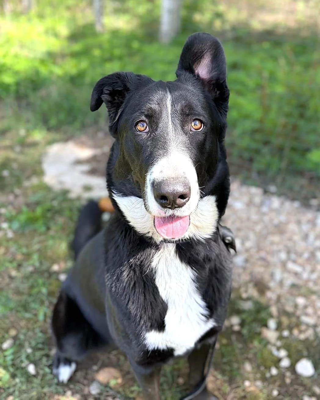 Dora,  (Labās Mājas)