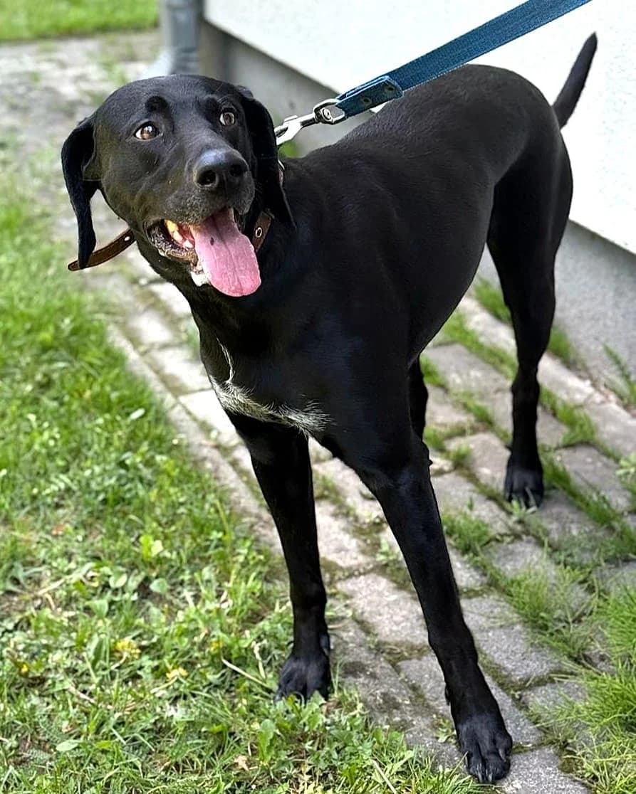 Lilī, female 3yo mixed breed for adoption at Labās Mājas, Riga