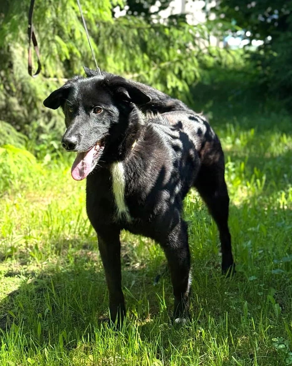 Tuziks, male 7yo mixed breed for adoption at Labās Mājas, Riga