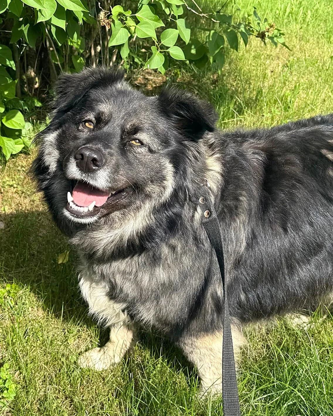 Grieta, female 3yo mixed breed for adoption at Labās Mājas, Riga