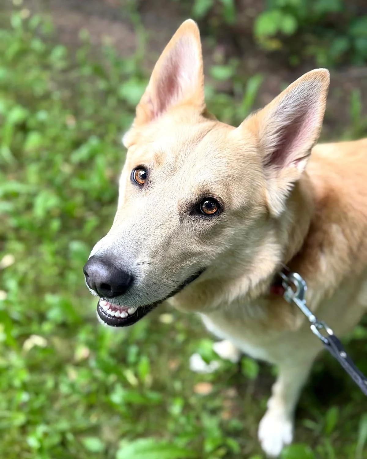 Lerijs, male 3yo mixed breed for adoption at Labās Mājas, Riga