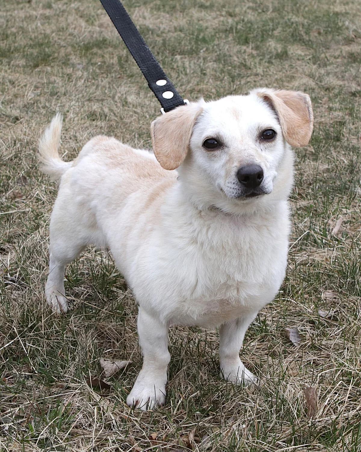 Norrī, female 3yo mixed breed for adoption at Labās Mājas, Riga