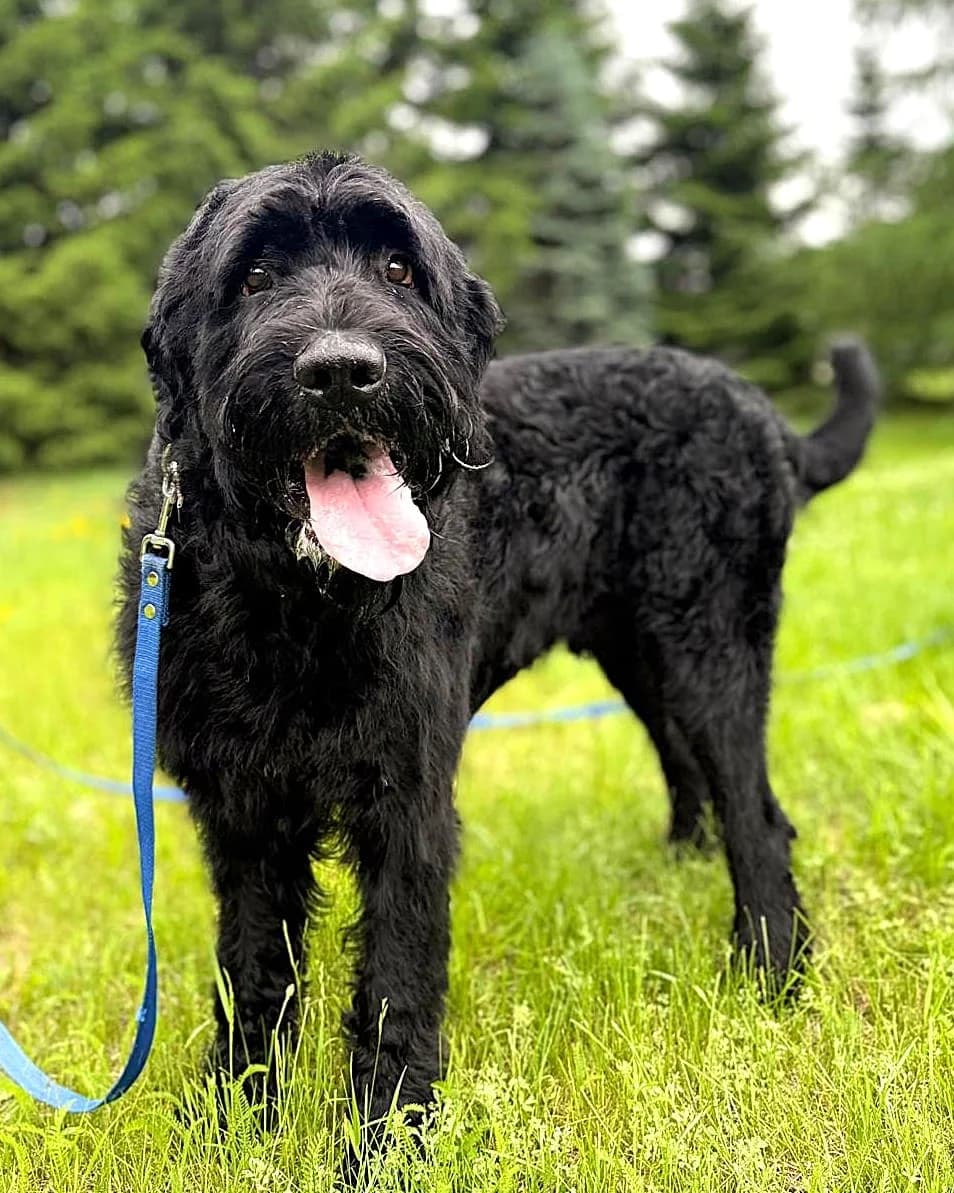 Džezs, male 6yo mixed breed for adoption at Labās Mājas, Riga