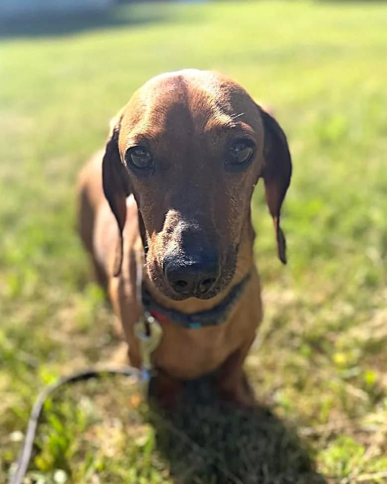 Terijs, male 7yo mixed breed for adoption at Labās Mājas, Riga