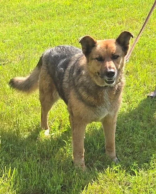 Ače, female Mixed Breed for adoption at Labās Mājas, Riga