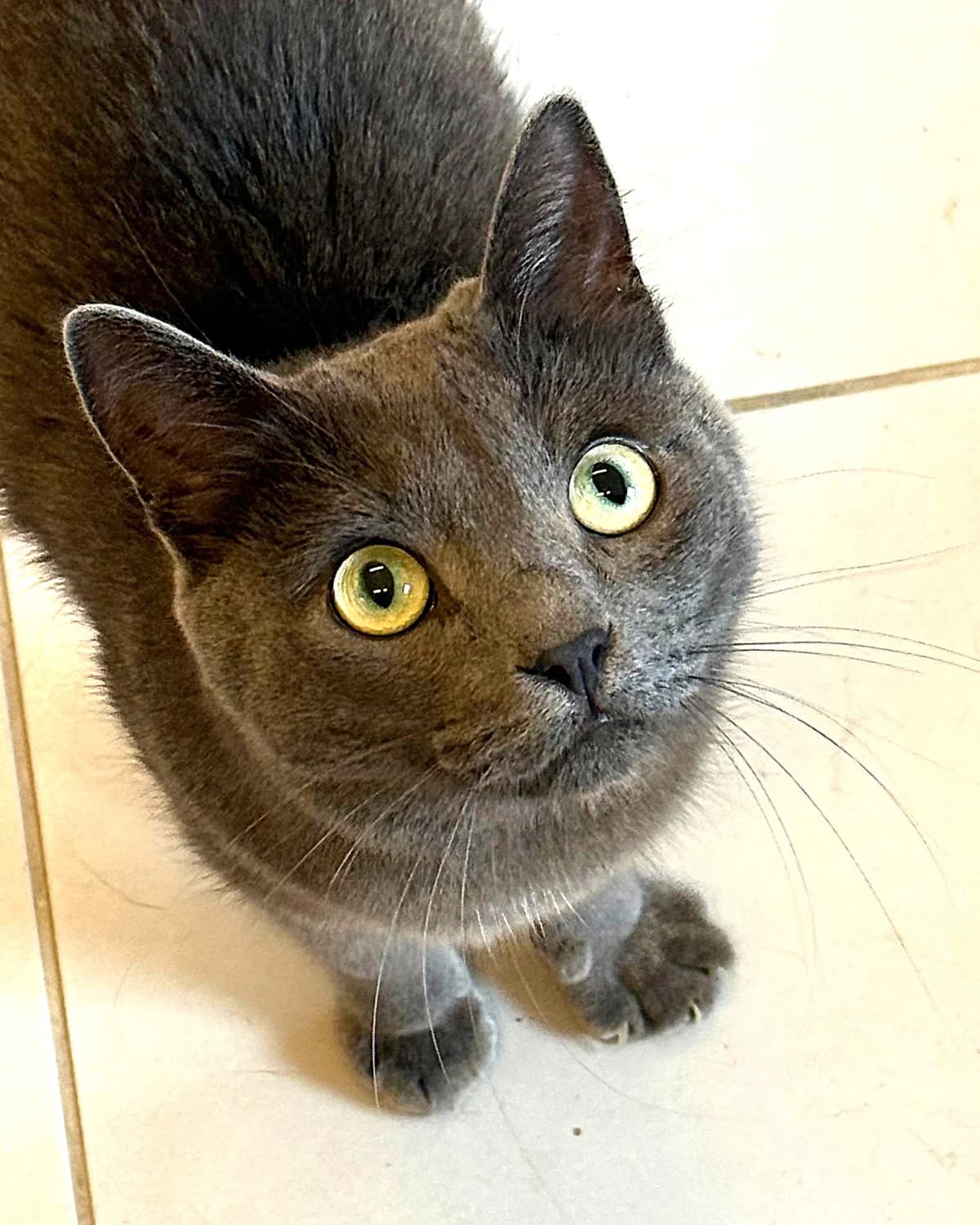 Marķīzs, male 4yo mixed breed for adoption at Labās Mājas, Riga