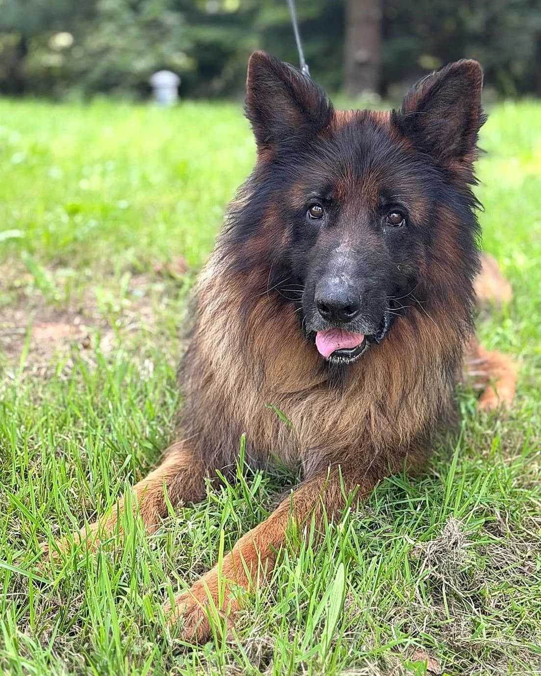 Elroki, male 7yo mixed breed for adoption at Labās Mājas, Riga