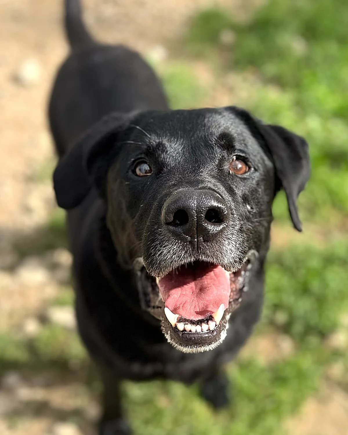 Basis, male 6yo mixed breed for adoption at Labās Mājas, Riga