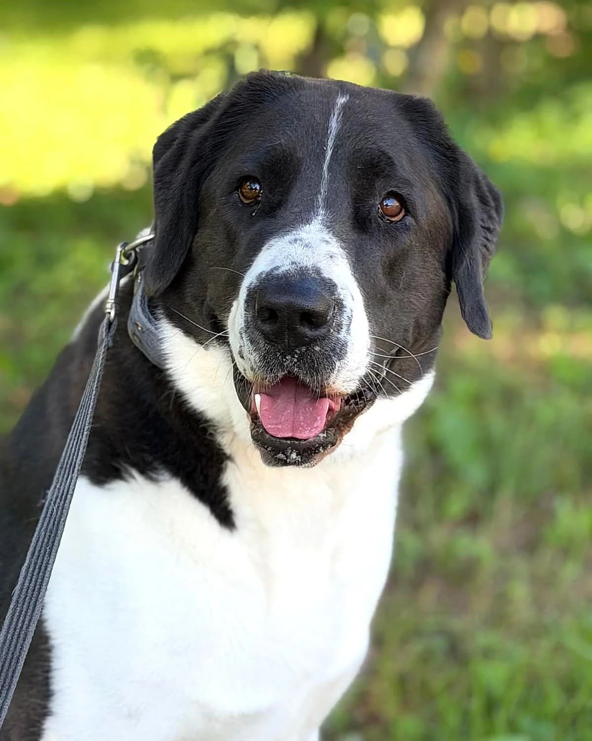 Selma, female young mixed breed for adoption at Labās Mājas, Riga