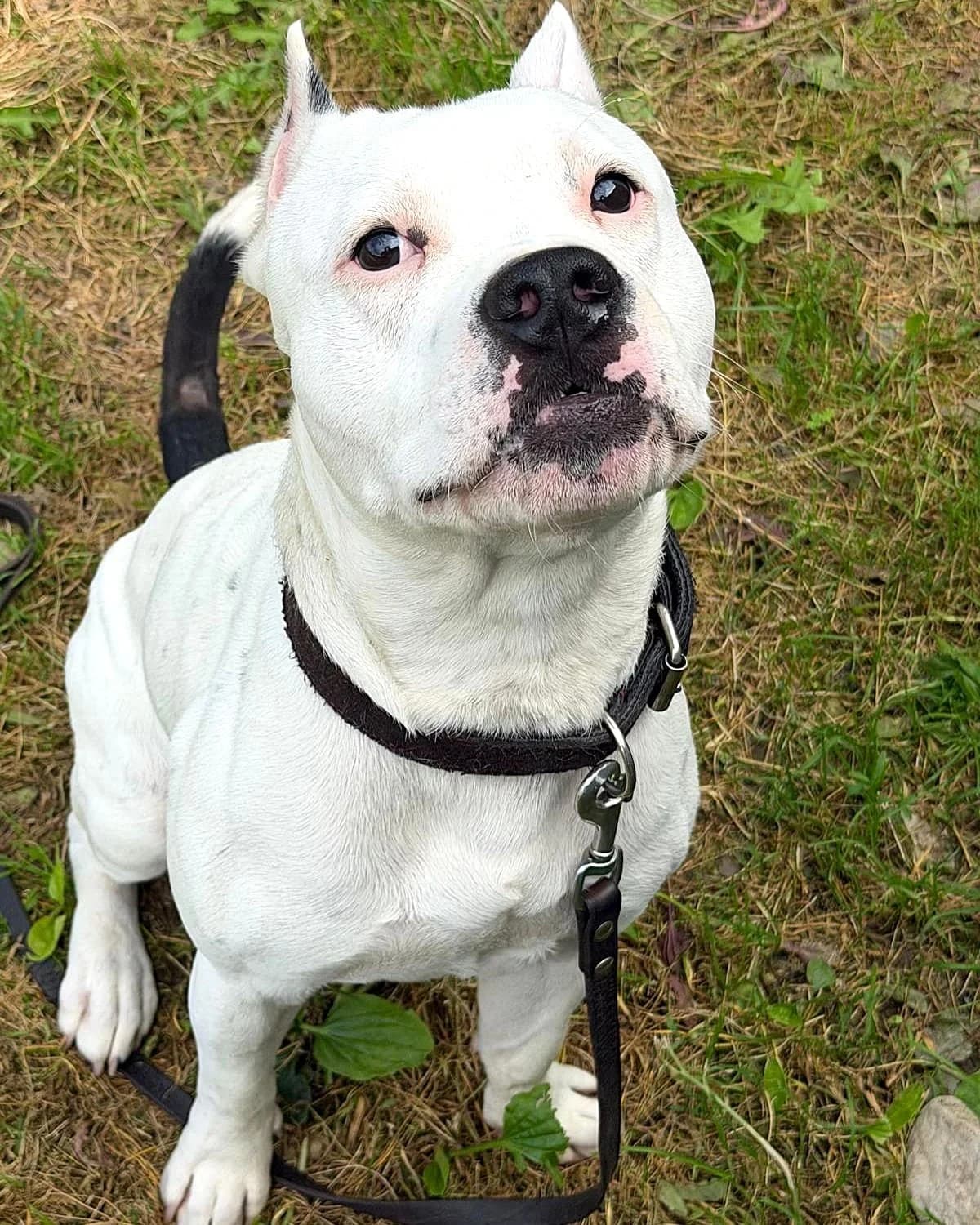 Irbis, male young mixed breed for adoption at Labās Mājas, Riga