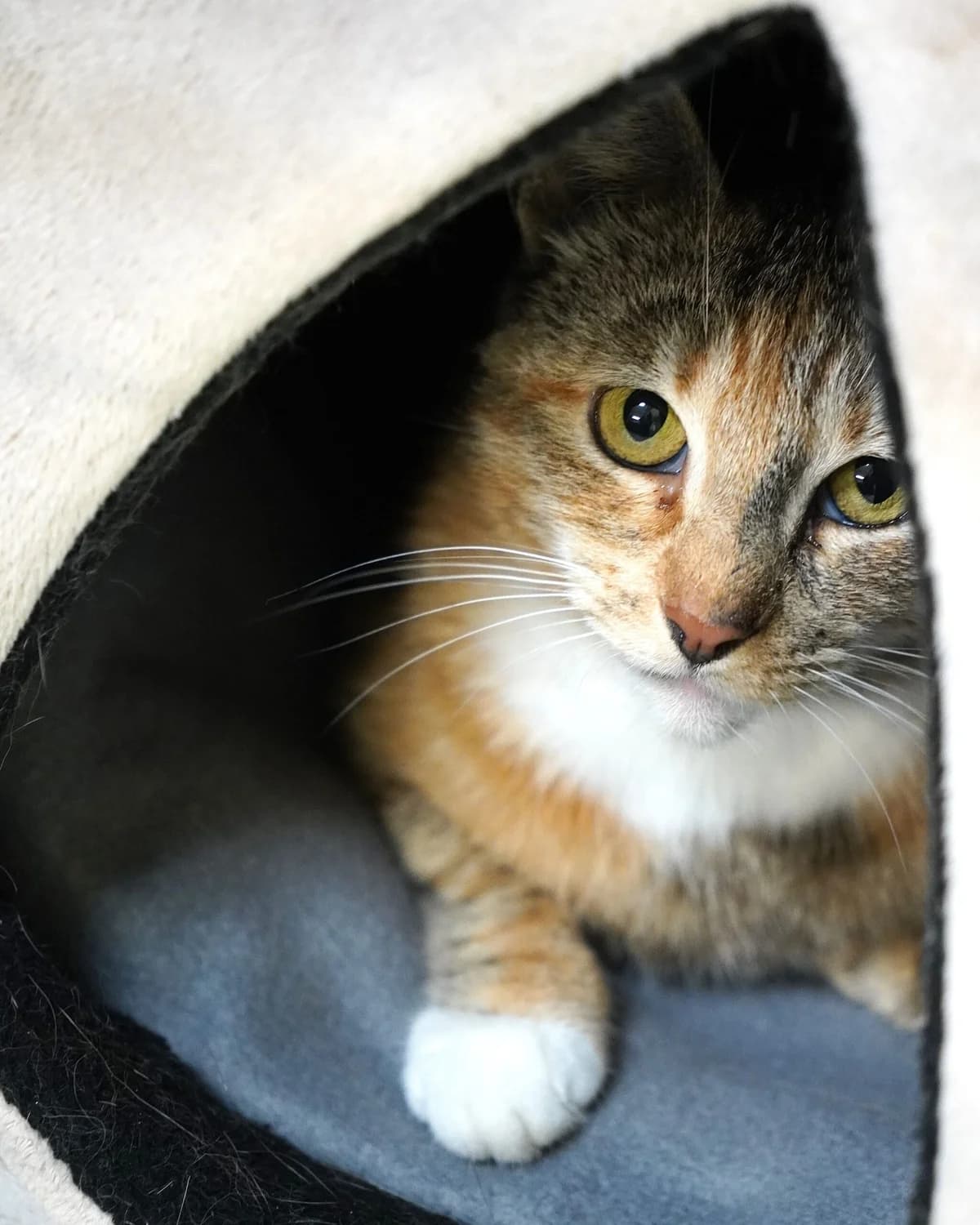 Agate, female young mixed breed for adoption at Labās Mājas, Riga