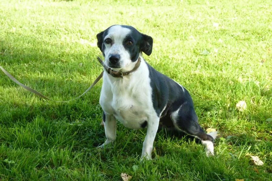 Charly, female Mixed Breed for adoption at Madonas Dzīvnieku Patversme, Madona
