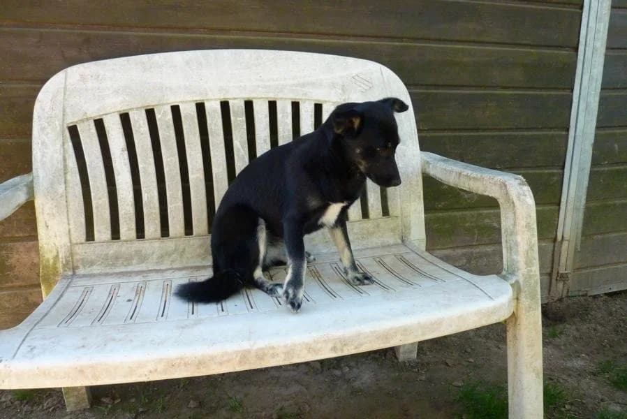 Coco, female Mixed Breed for adoption at Madonas Dzīvnieku Patversme, Madona