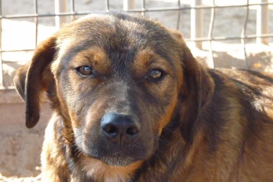 Dragos, female Mixed Breed for adoption at Madonas Dzīvnieku Patversme, Madona