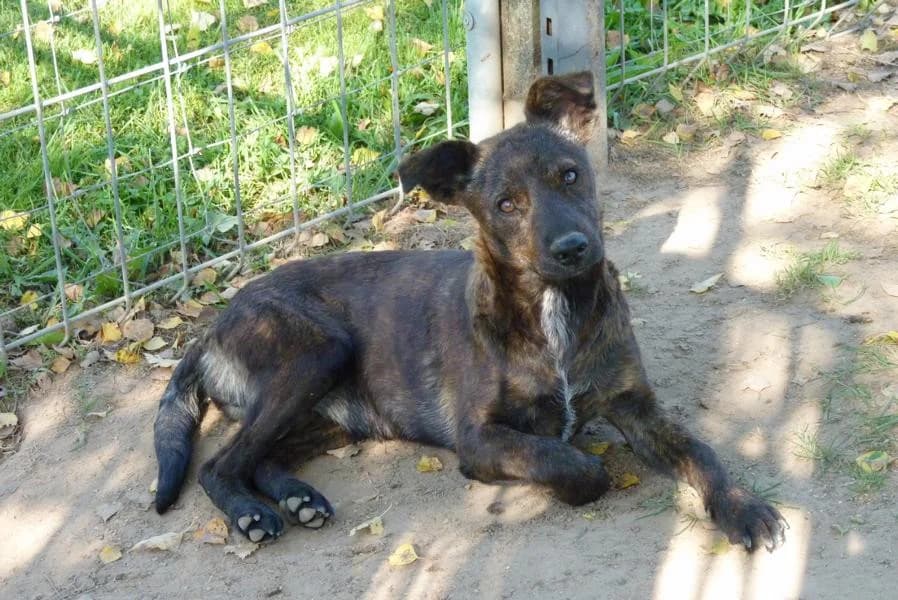 Hummel, female Mixed Breed for adoption at Madonas Dzīvnieku Patversme, Madona