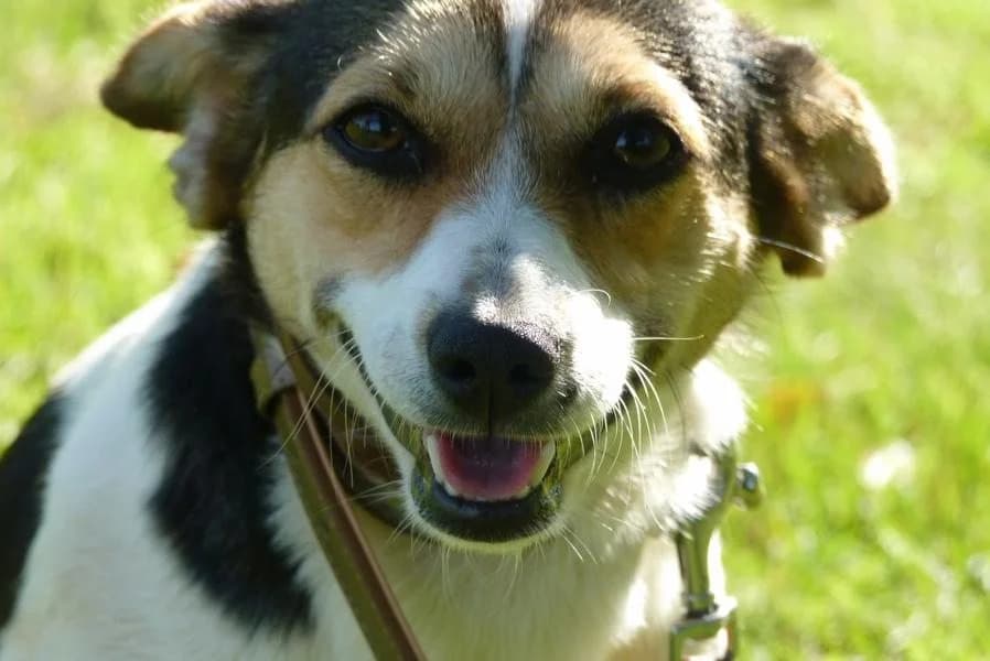 Luna, female Mixed Breed for adoption at Madonas Dzīvnieku Patversme, Madona