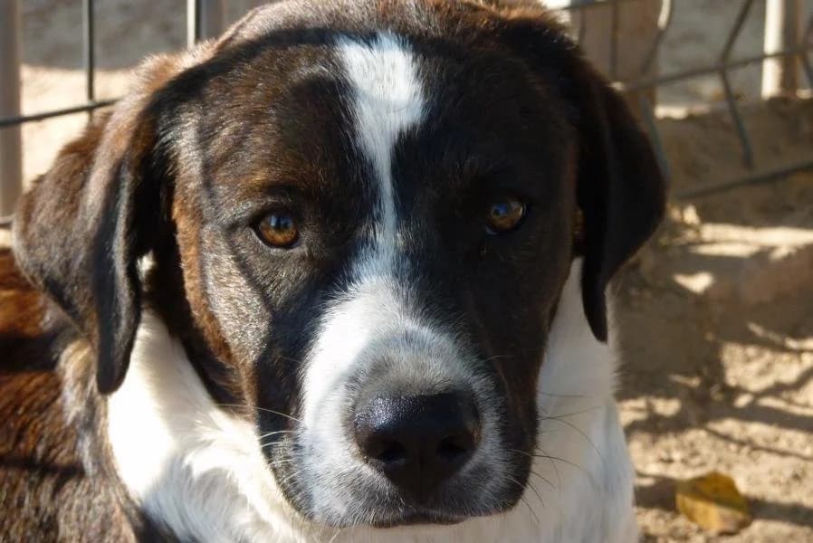 Lupus, female Mixed Breed for adoption at Madonas Dzīvnieku Patversme, Madona
