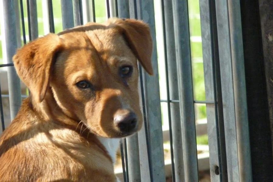 Maya, female Mixed Breed for adoption at Madonas Dzīvnieku Patversme, Madona