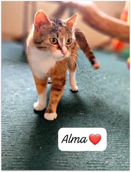 ALMA, female Mixed Breed for adoption at Minka.lv – Katram Kaķim Savas Mājas