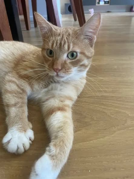 LEO (Rezervēts), male Mixed Breed for adoption at Minka.lv – Katram Kaķim Savas Mājas