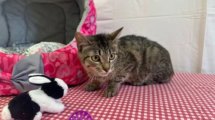 Mija, gray stripe female young mixed breed for adoption at Otra Maja, Riga