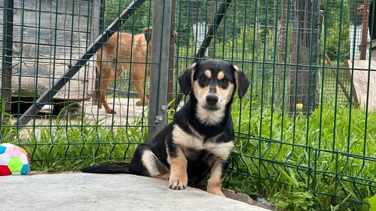 Mishka,  (Otra Maja)