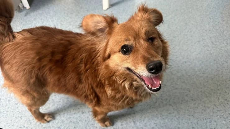 Zalya, ginger female 3yo mixed breed for adoption at Otra Maja, Riga
