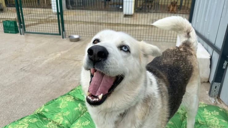Rina, gray-white female 7yo mixed breed for adoption at Otra Maja, Riga