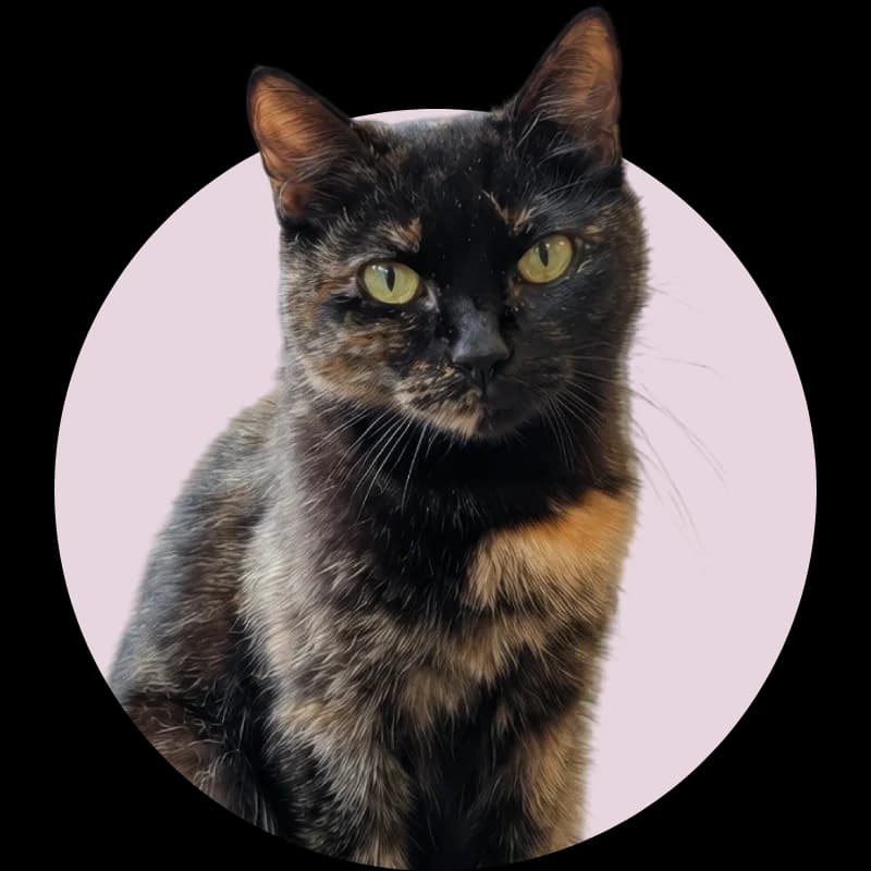 Kitija,  7yo Mixed Breed for adoption at Remi Kaķa sirds patversme un veterinārā klīnika