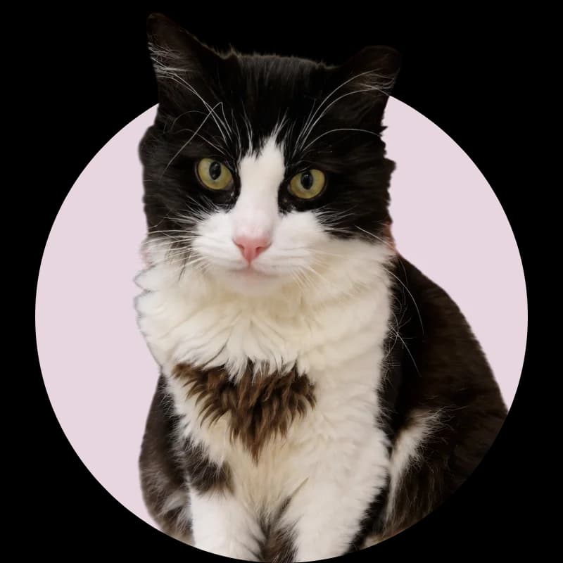 Lokijs,  5yo Mixed Breed for adoption at Remi Kaķa sirds patversme un veterinārā klīnika